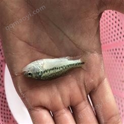 中渔水产 山泉水鱼 3-4厘米鲈鱼 规格报价