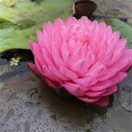 观赏性荷花苗 花期长 保成活 池塘美化 湿地种植
