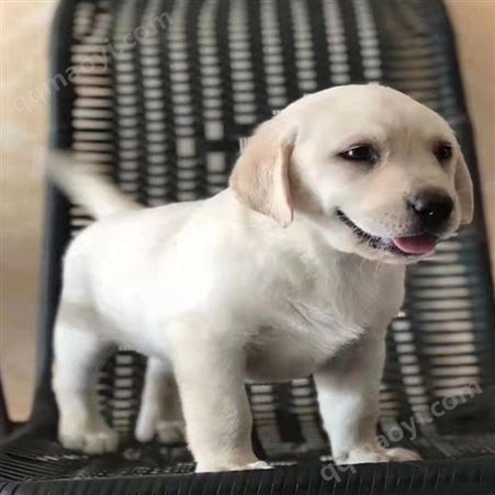 拉布拉多犬幼崽 散养育肥 成年宠物犬 抗病力强 健康活泼