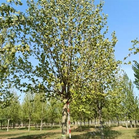 恒藍園林 15-18-20公分秋紫白蠟 公園觀賞造型嫁接苗 鮮活易養(yǎng)